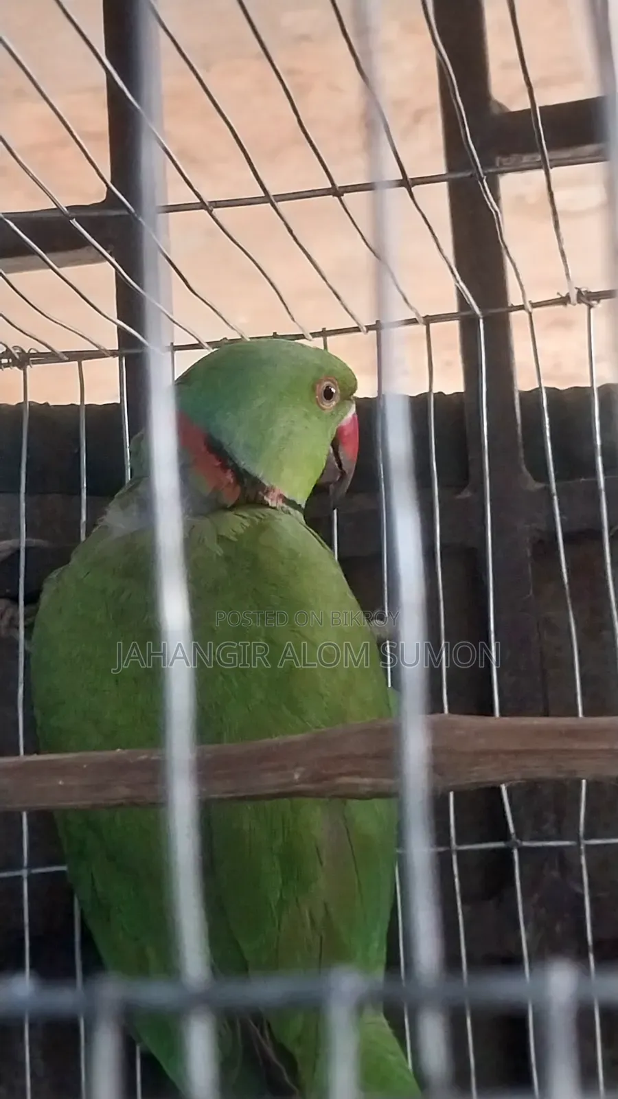 টিয়া পাখি