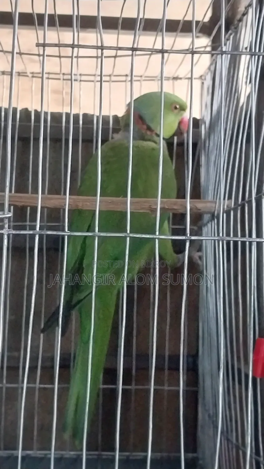 টিয়া পাখি
