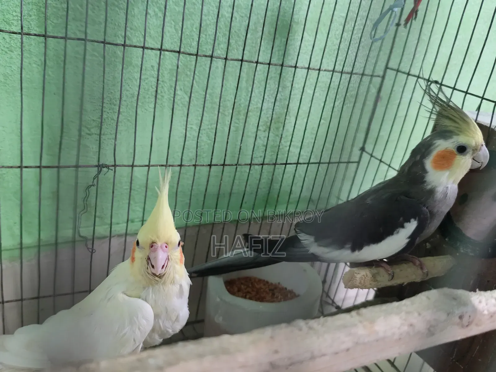 5 Cockatiel Birds