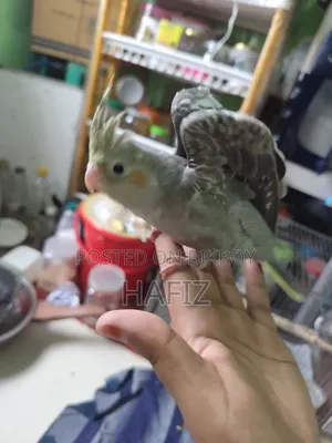 5 Cockatiel Birds