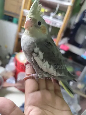 5 Cockatiel Birds