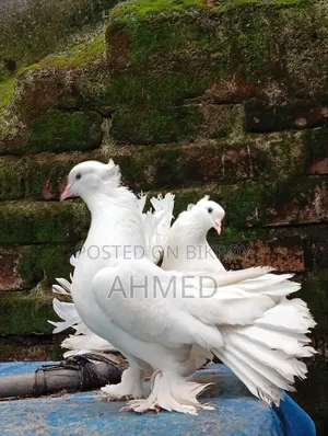 Mayuri Pigeon
