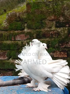 Mayuri Pigeon