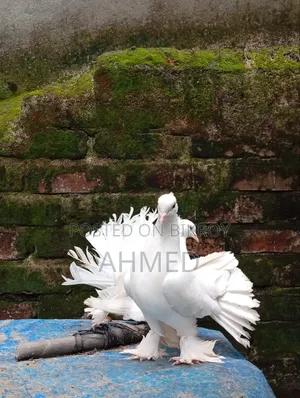 Mayuri Pigeon