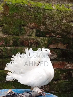 Mayuri Pigeon