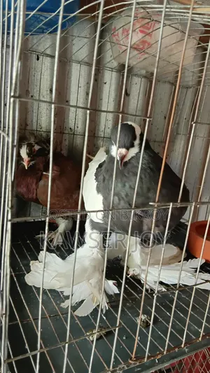 Will sell a few pairs of pigeons urgently