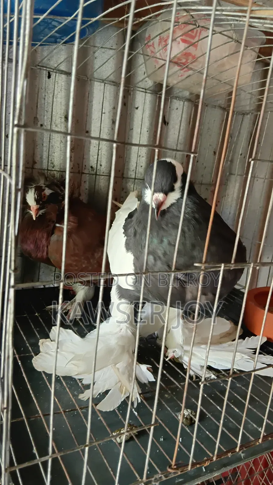 Will sell a few pairs of pigeons urgently