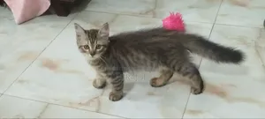 ১-৩ মাস বয়সী ফিমেল পিউরব্রেড পার্সিয়ান