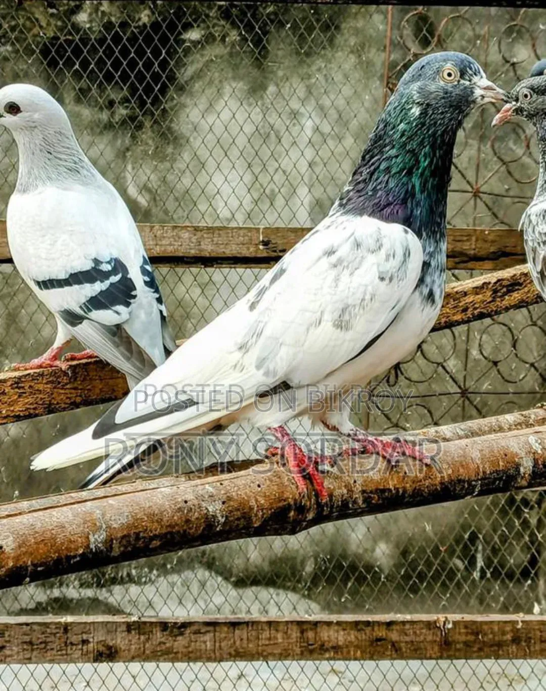 টেডি কবুতর