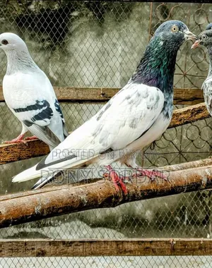 টেডি কবুতর