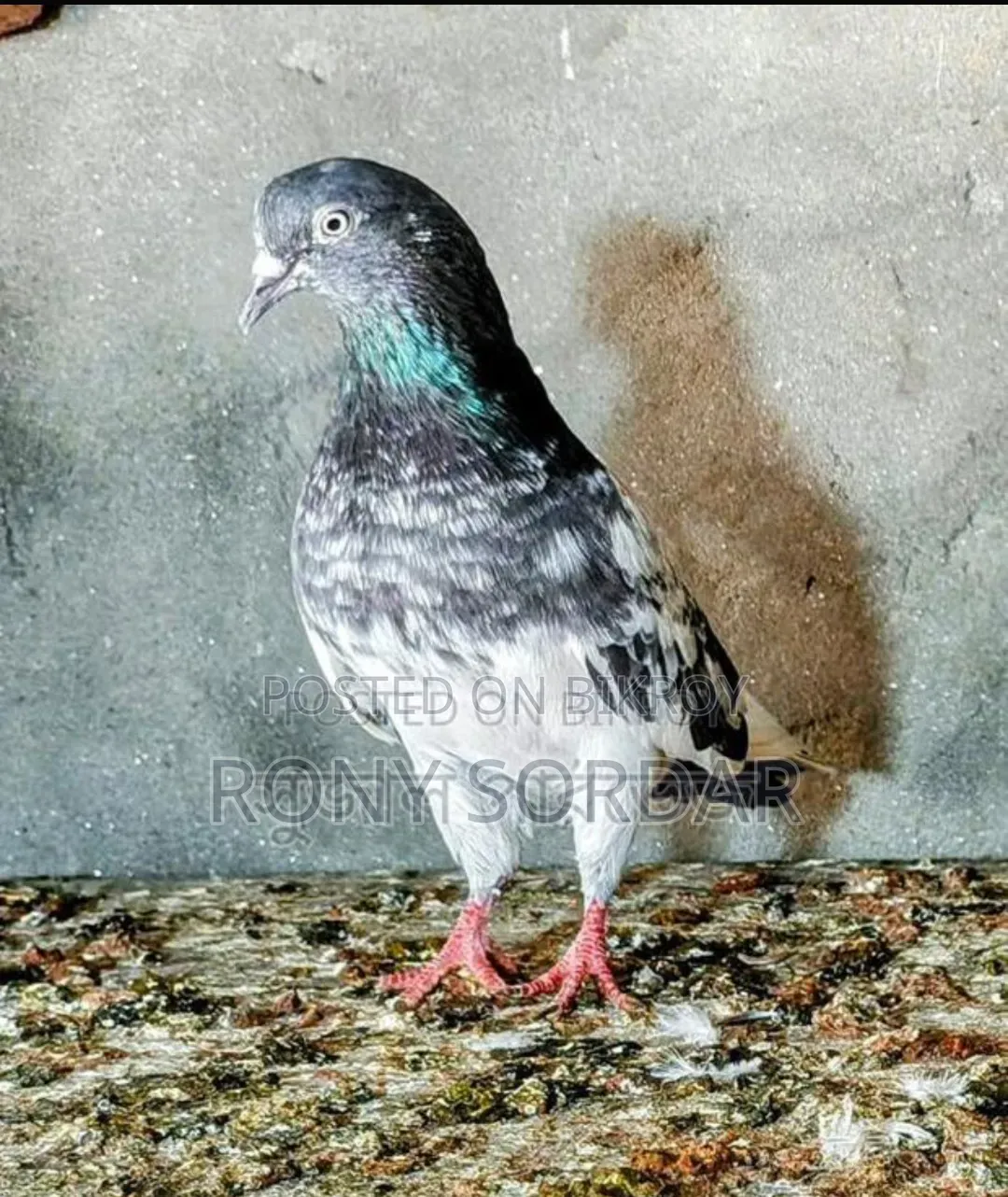 টেডি কবুতর