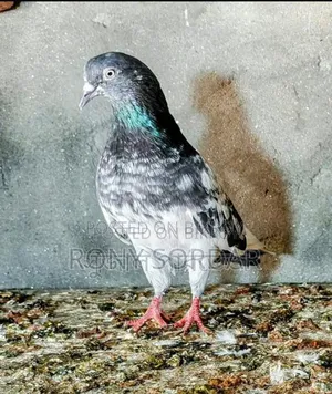 টেডি কবুতর