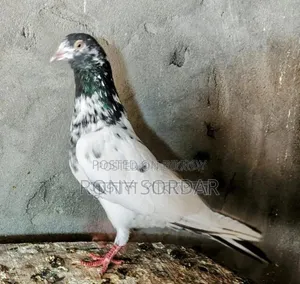 টেডি কবুতর
