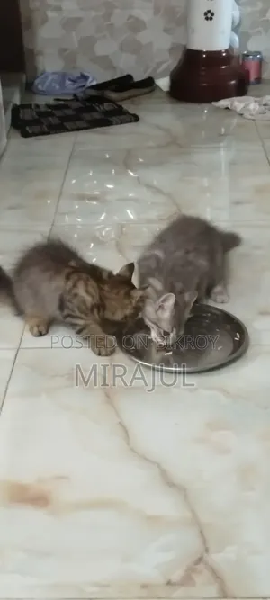 ১-৩ মাস বয়সী ফিমেল পিউরব্রেড পার্সিয়ান