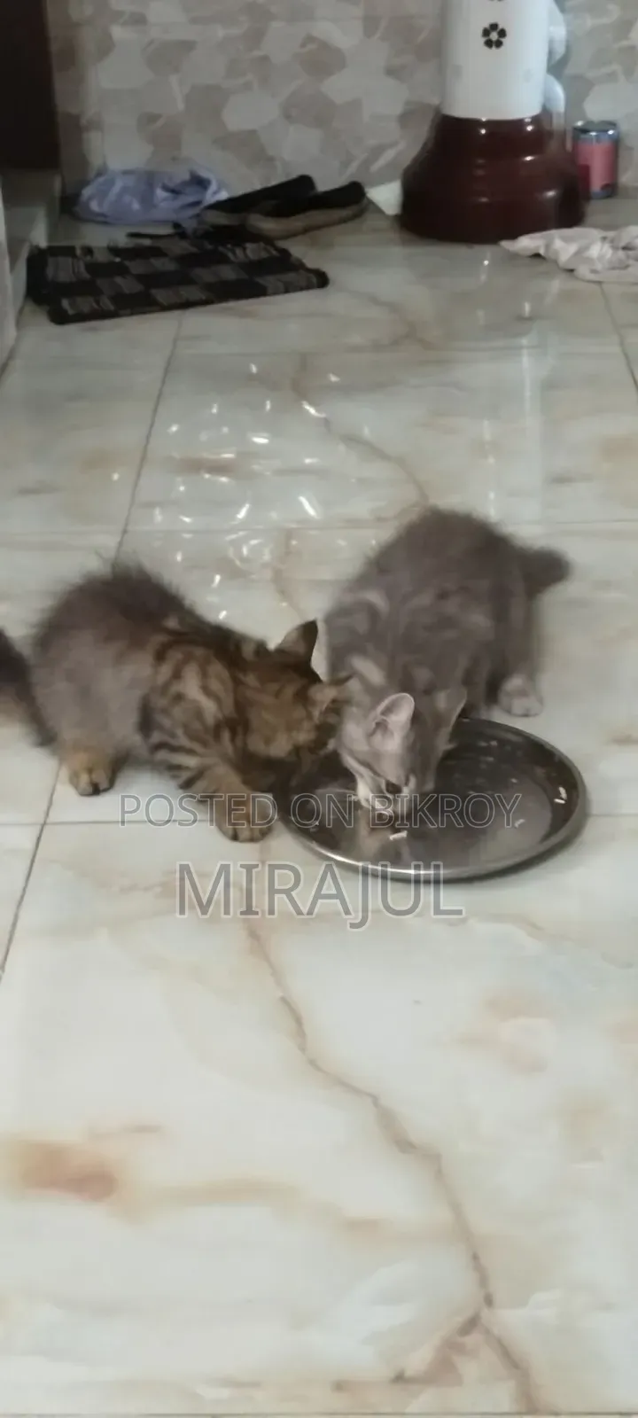 ১-৩ মাস বয়সী ফিমেল পিউরব্রেড পার্সিয়ান