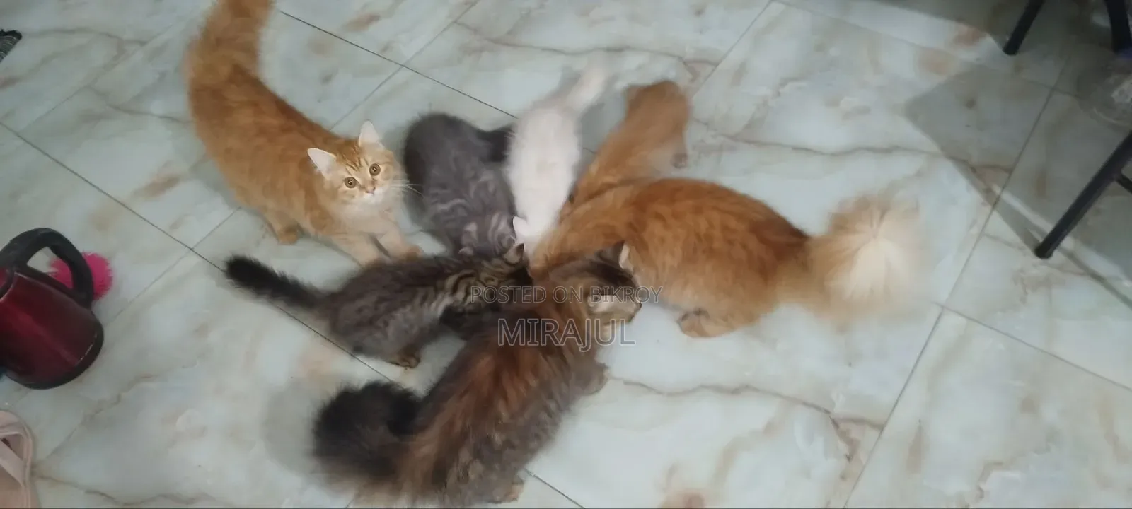 ১-৩ মাস বয়সী ফিমেল পিউরব্রেড পার্সিয়ান