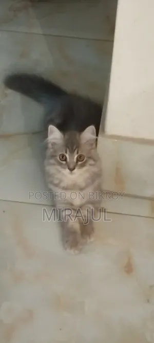 ১-৩ মাস বয়সী ফিমেল পিউরব্রেড পার্সিয়ান