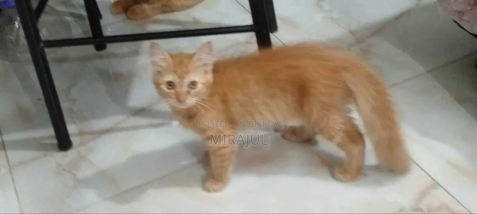 ১-৩ মাস বয়সী ফিমেল পিউরব্রেড পার্সিয়ান