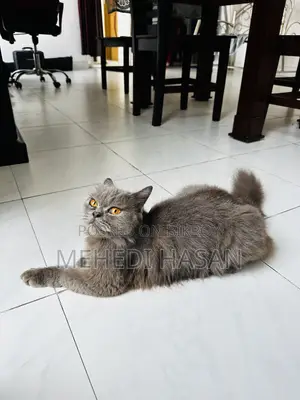 ১-৩ মাসের মেল পিউরব্রেড পার্সিয়ান