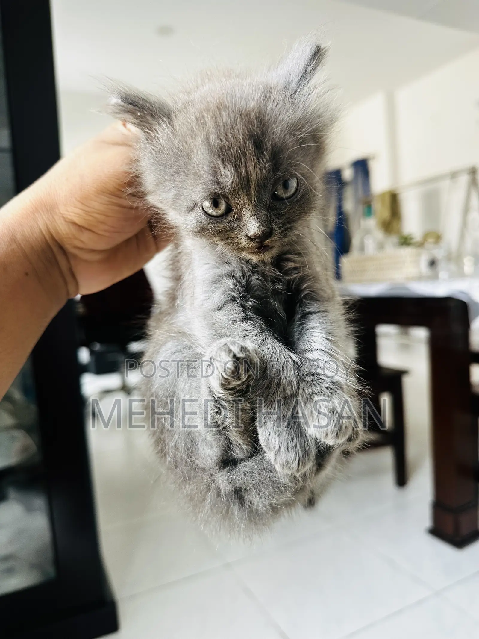 ১-৩ মাসের মেল পিউরব্রেড পার্সিয়ান