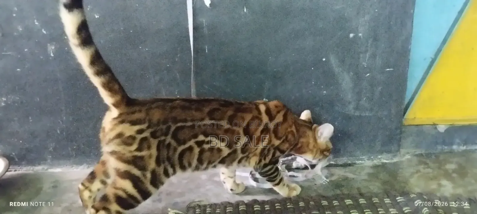 6-12 Months Female Purebred Bengal Cat