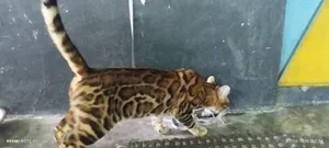 6-12 Months Female Purebred Bengal Cat
