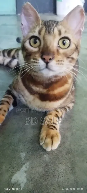 6-12 Months Female Purebred Bengal Cat