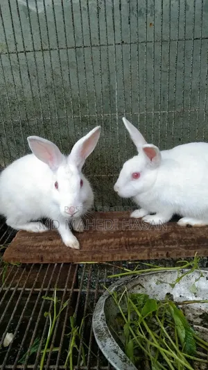 Pet Rabbit