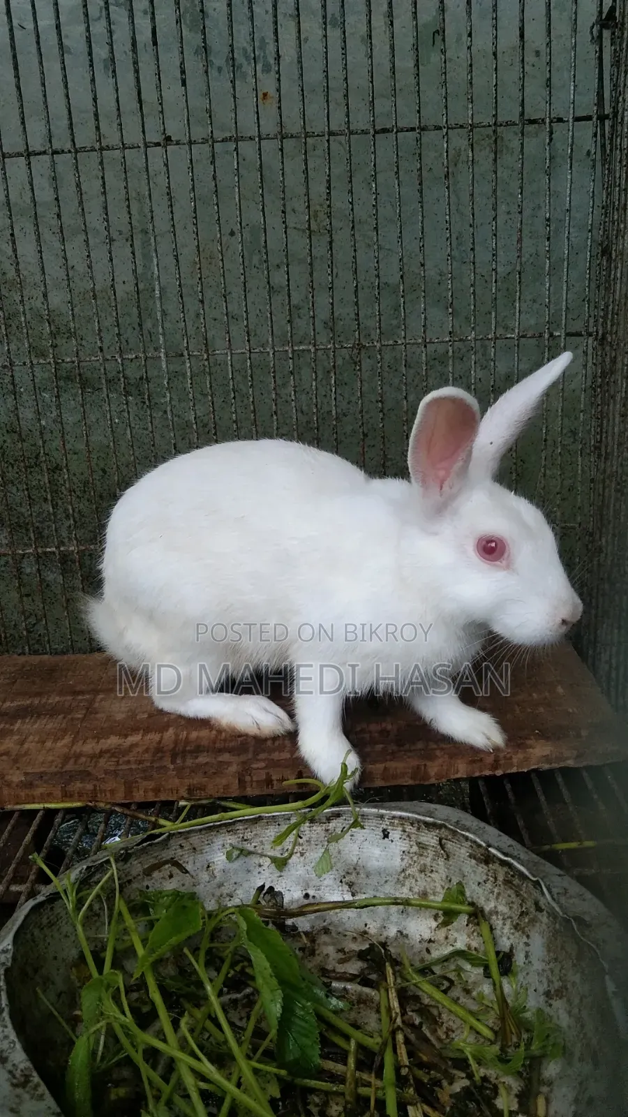 Pet Rabbit