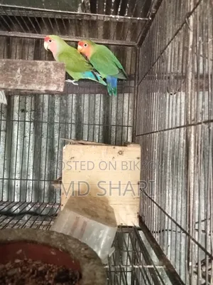 Pair of Love Birds for Sale