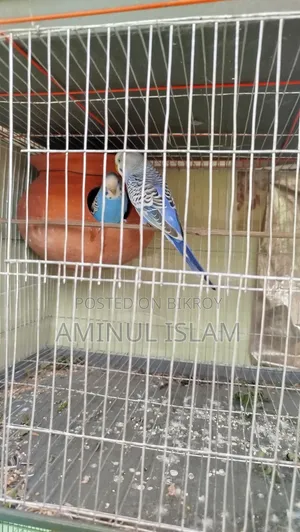 ১ জোড়া প্রাপ্তবয়স্ক বাজিগর
