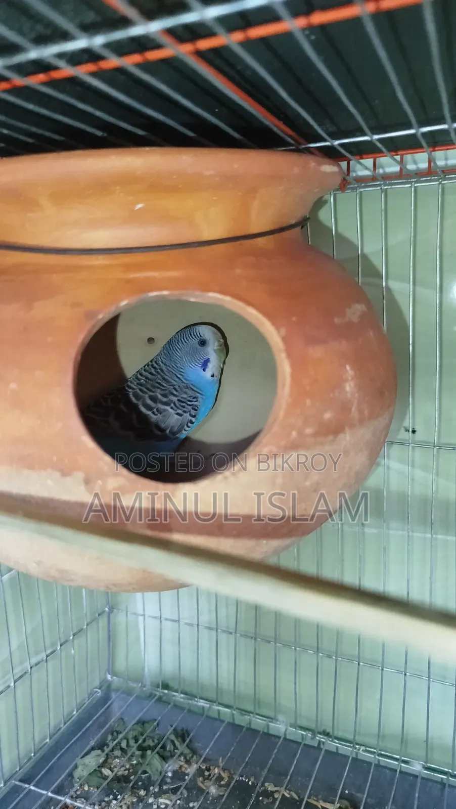 ১ জোড়া প্রাপ্তবয়স্ক বাজিগর