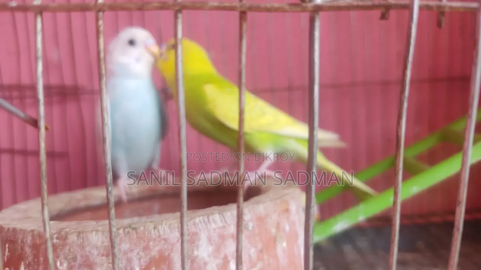 বিক্রির জন্য পাখি ৪ পিস সুন্দর রঙ