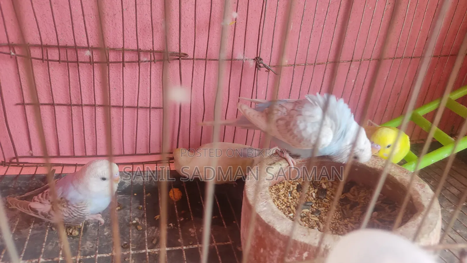 বিক্রির জন্য পাখি ৪ পিস সুন্দর রঙ
