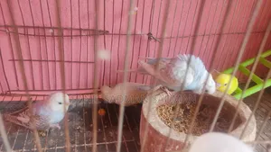 বিক্রির জন্য পাখি ৪ পিস সুন্দর রঙ
