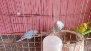বিক্রির জন্য পাখি ৪ পিস সুন্দর রঙ