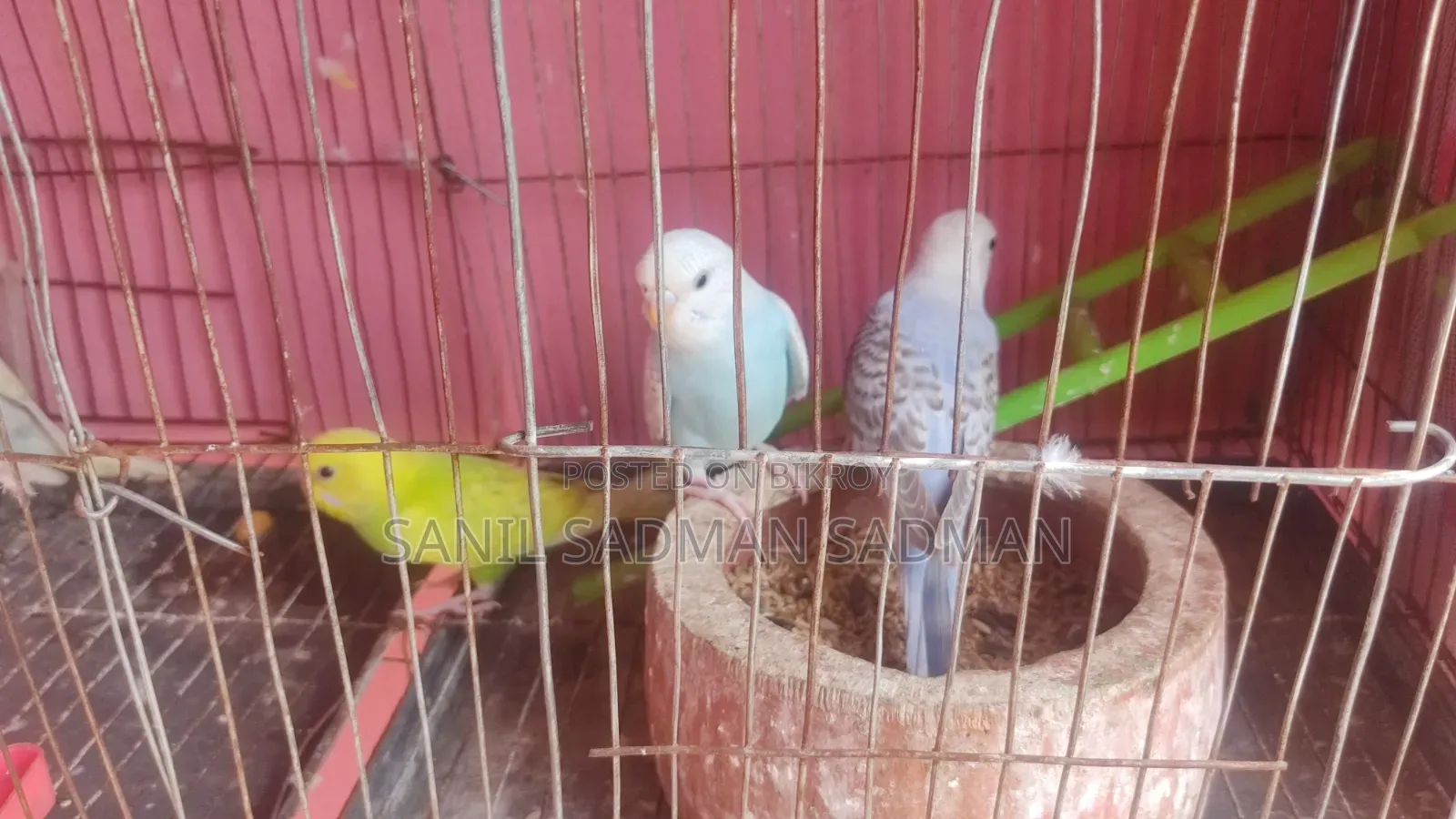 বিক্রির জন্য পাখি ৪ পিস সুন্দর রঙ