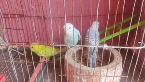 বিক্রির জন্য পাখি ৪ পিস সুন্দর রঙ