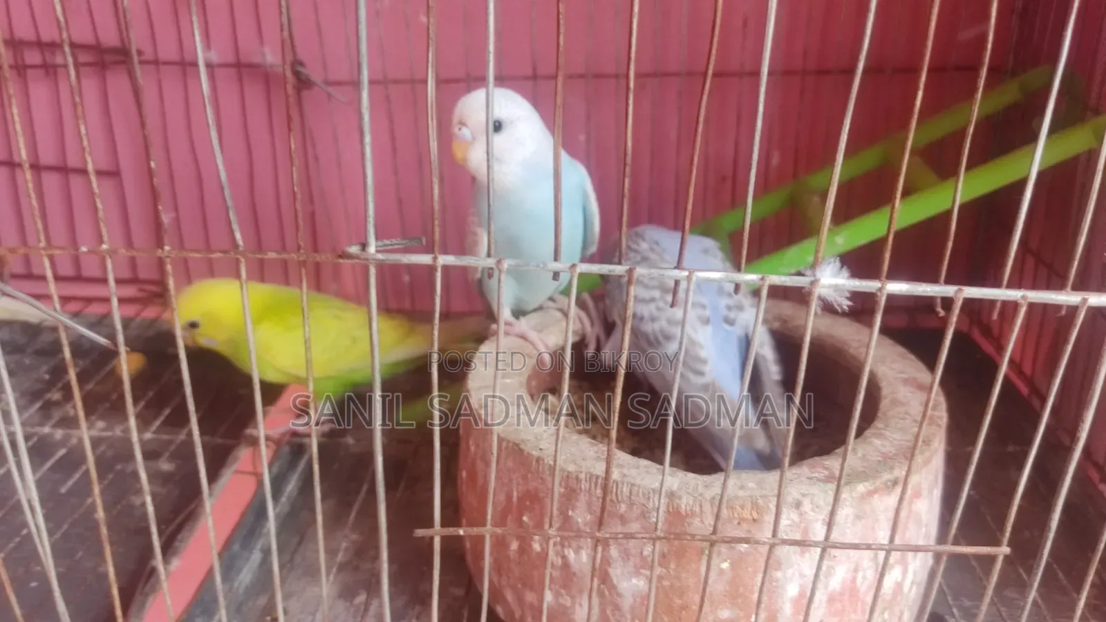 বিক্রির জন্য পাখি ৪ পিস সুন্দর রঙ