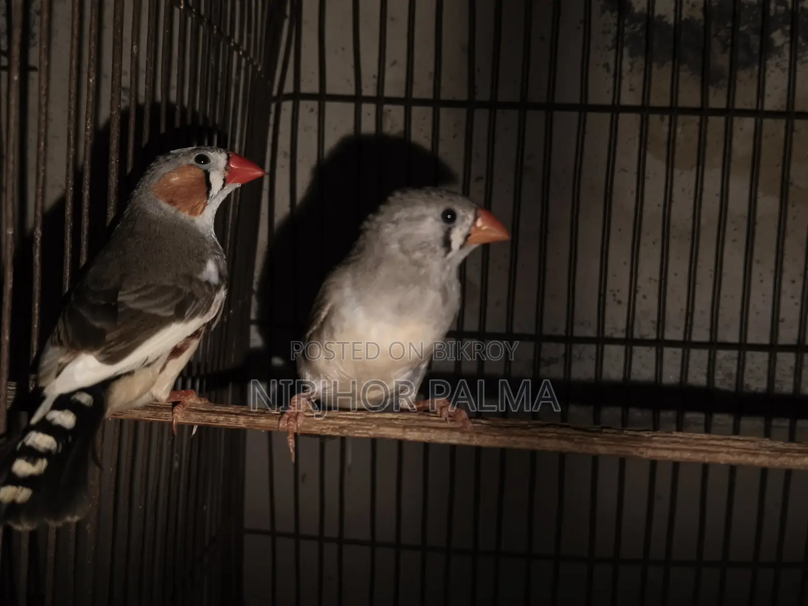 জেব্রা ফিঞ্চ জোড়া