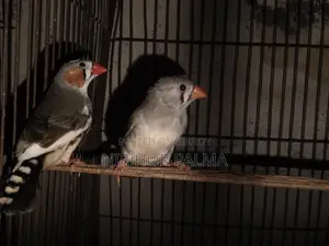 জেব্রা ফিঞ্চ জোড়া