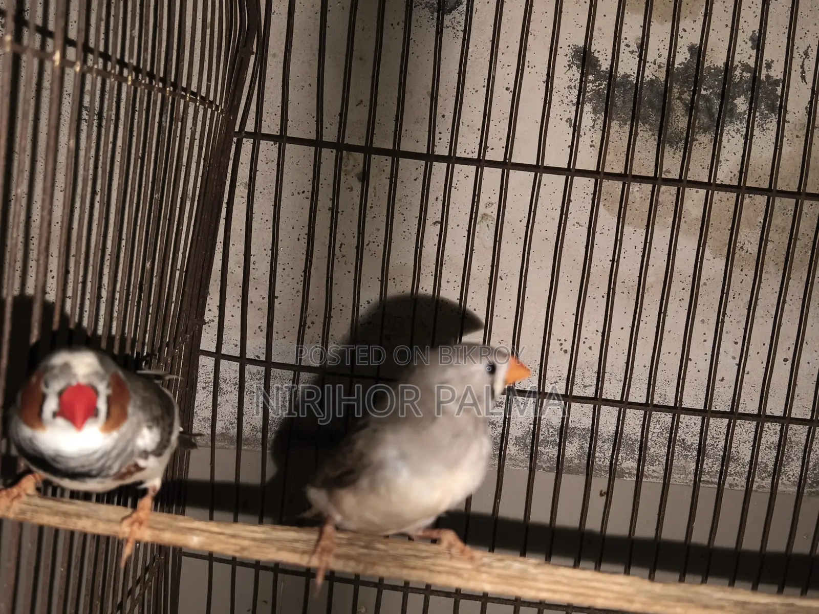 জেব্রা ফিঞ্চ জোড়া