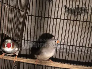 জেব্রা ফিঞ্চ জোড়া