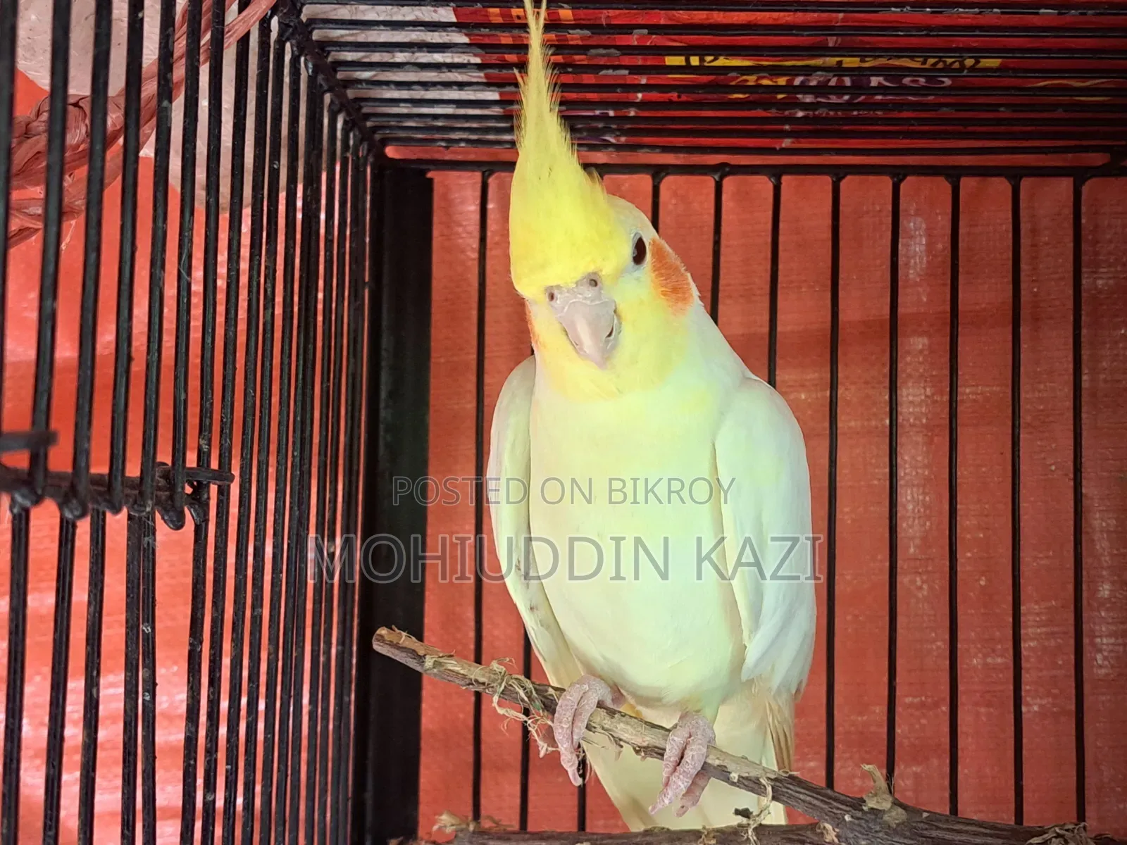 ৩টি ককটেল পাখি
