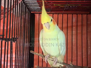 ৩টি ককটেল পাখি
