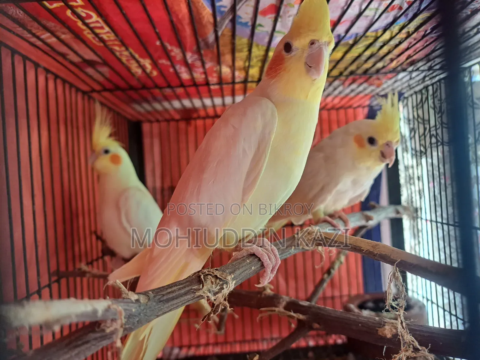 ৩টি ককটেল পাখি