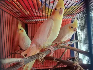 ৩টি ককটেল পাখি