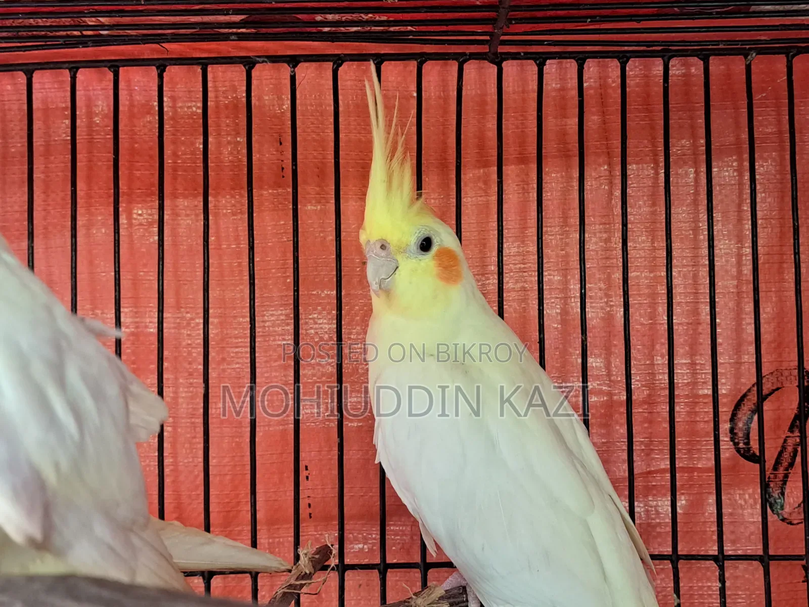 ৩টি ককটেল পাখি
