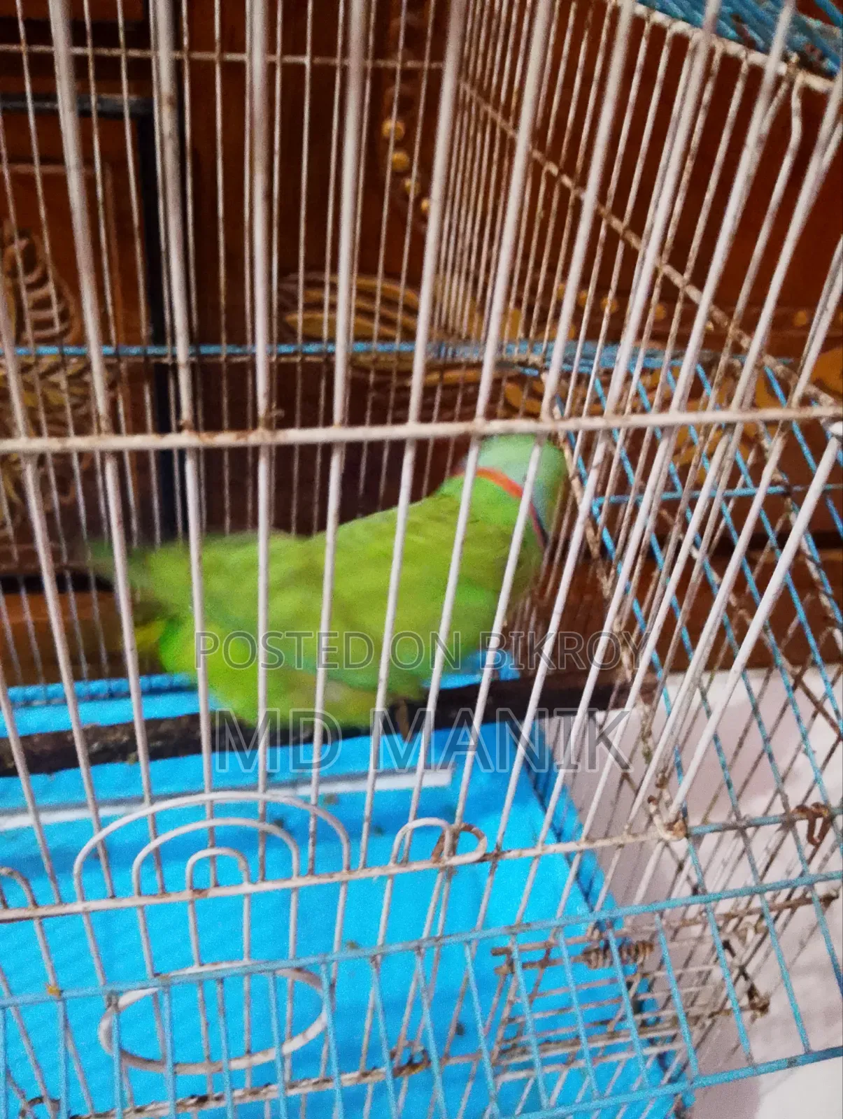 রিংনেট টিয়া পাখি