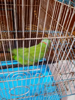 রিংনেট টিয়া পাখি